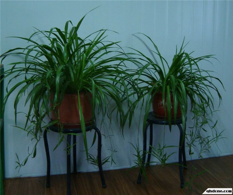 整木定制裝修完如何去除甲醛味道？(圖2)